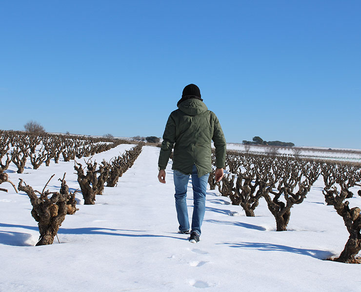 Viñas viejas nevadas bajo el cielo de la Manchuela