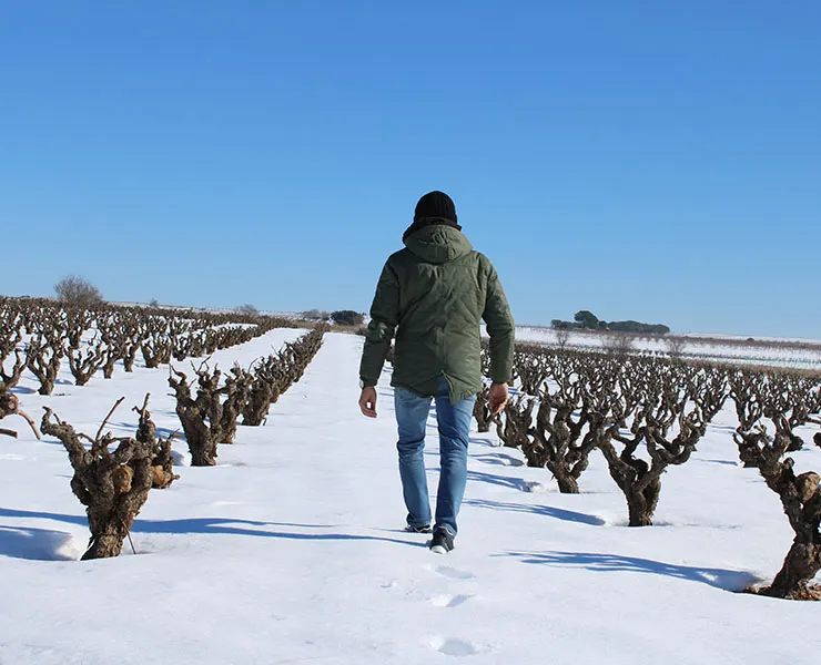 Viñas viejas nevadas bajo el cielo de la Manchuela