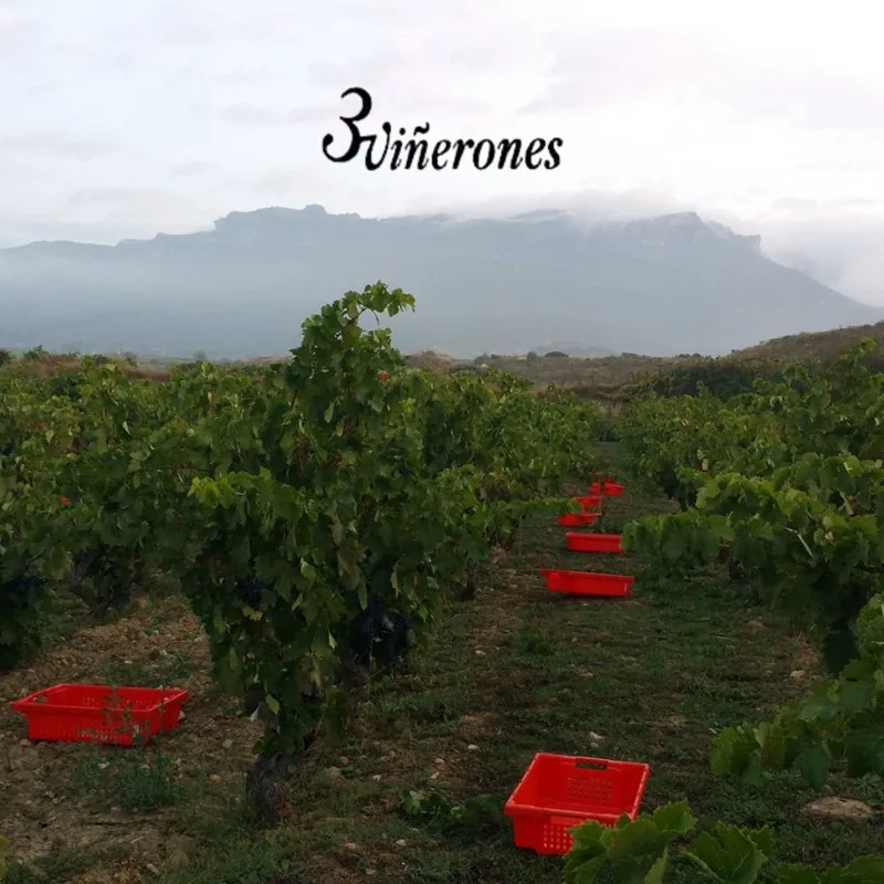 Viñedo de 3 Viñerones en plena vendimia con cajas rojas y la Sierra de Cantabria al fondo, San Vicente de la Sonsierra
