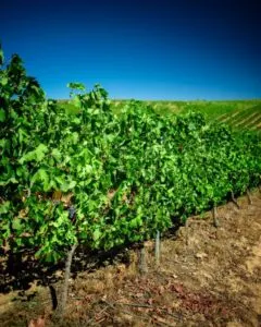 Raúl Pérez: el viticultor del Bierzo que cambió el vino de autor español