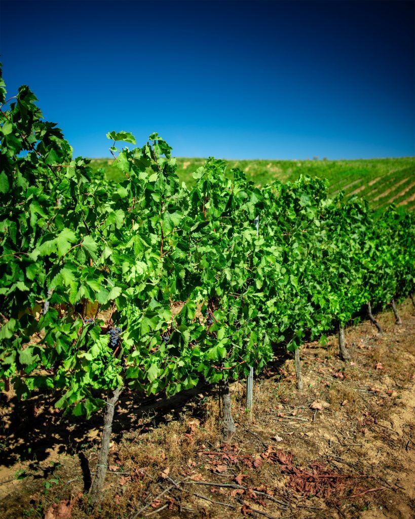 Viñedo viejo en Valtuille de Abajo, corazón del Bierzo