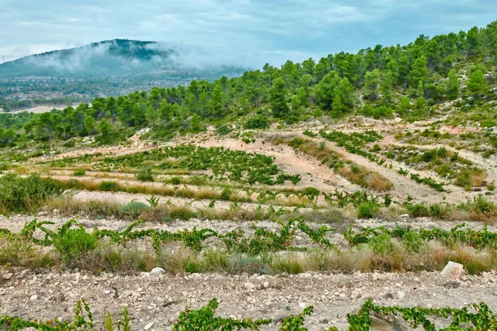Terrazas de vinedo de Javi Revert en La Font de la Figuera