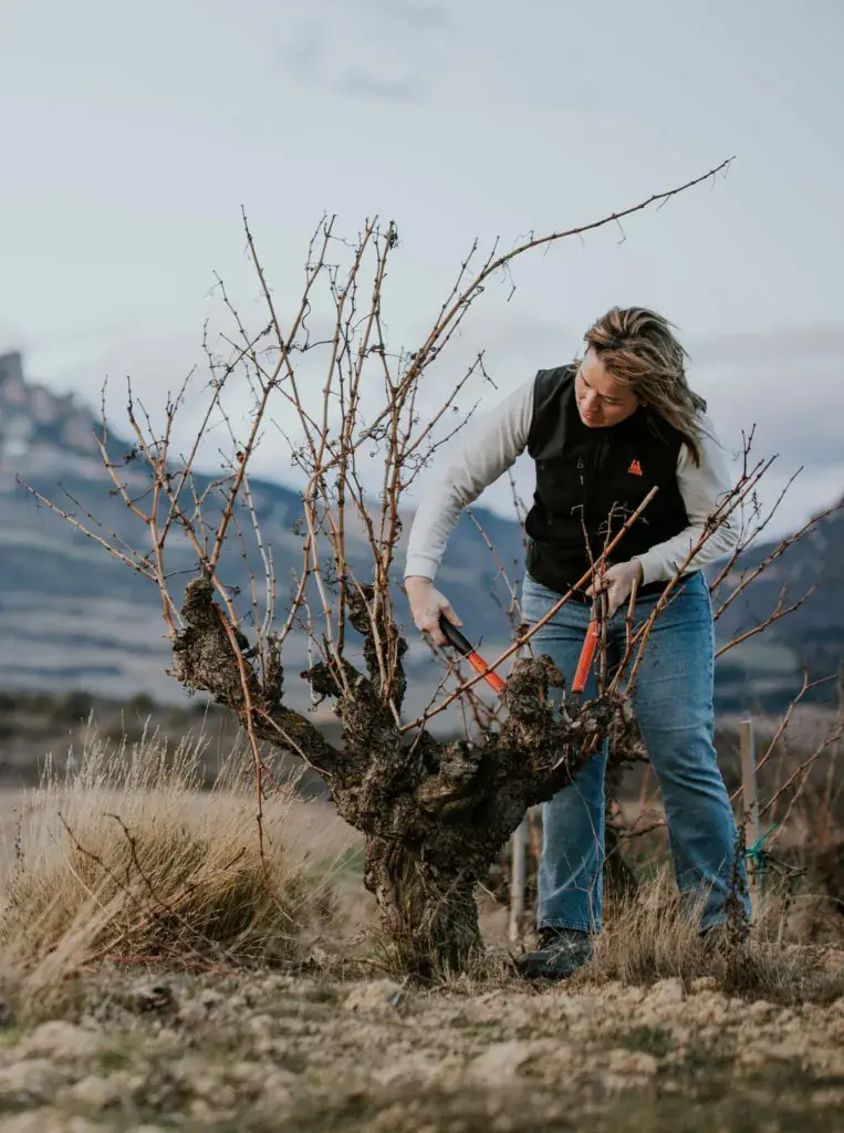 Berta Valgañón podando una cepa vieja con la sierra al fondo, Rioja Alta