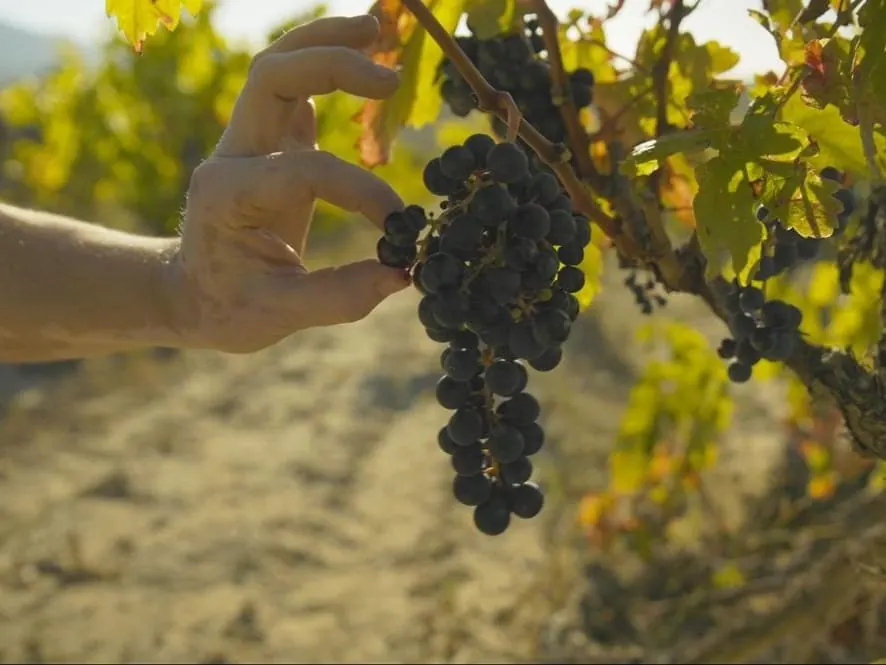 Racimo de uva tinta madura en las viñas viejas de Berta Valgañón, Rioja Alta
