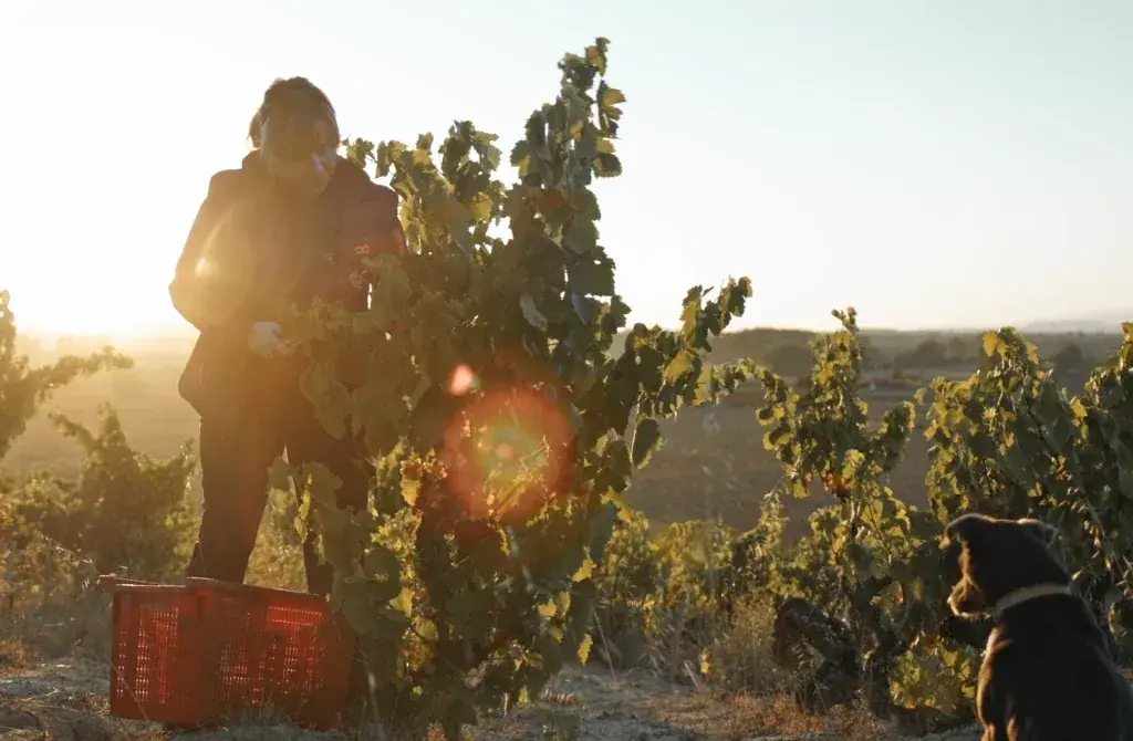 Berta Valgañón vendimiando al atardecer en sus viñas de la Rioja Alta