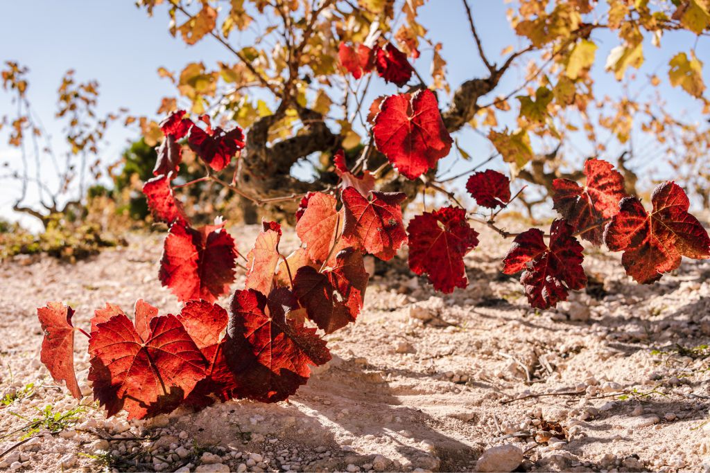Viñedo de Cerrón en otoño, en Fuente Álamo