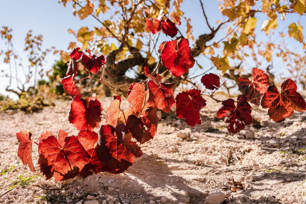 Viñedo de Cerrón en otoño, en Fuente Álamo