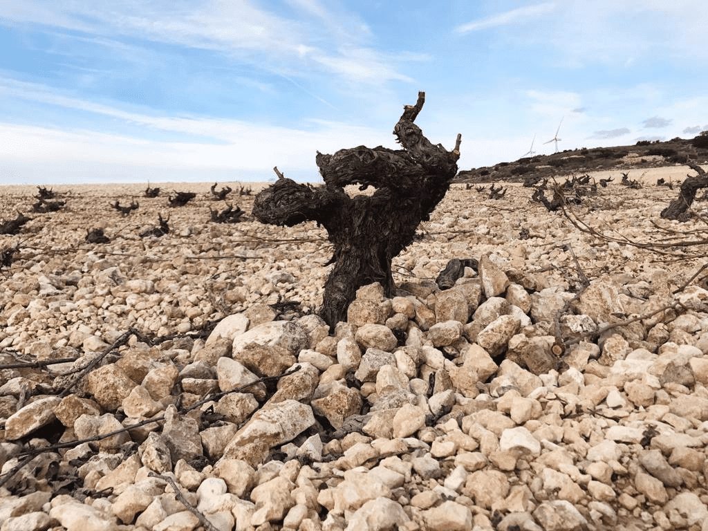Altura, piedra caliza y viña vieja