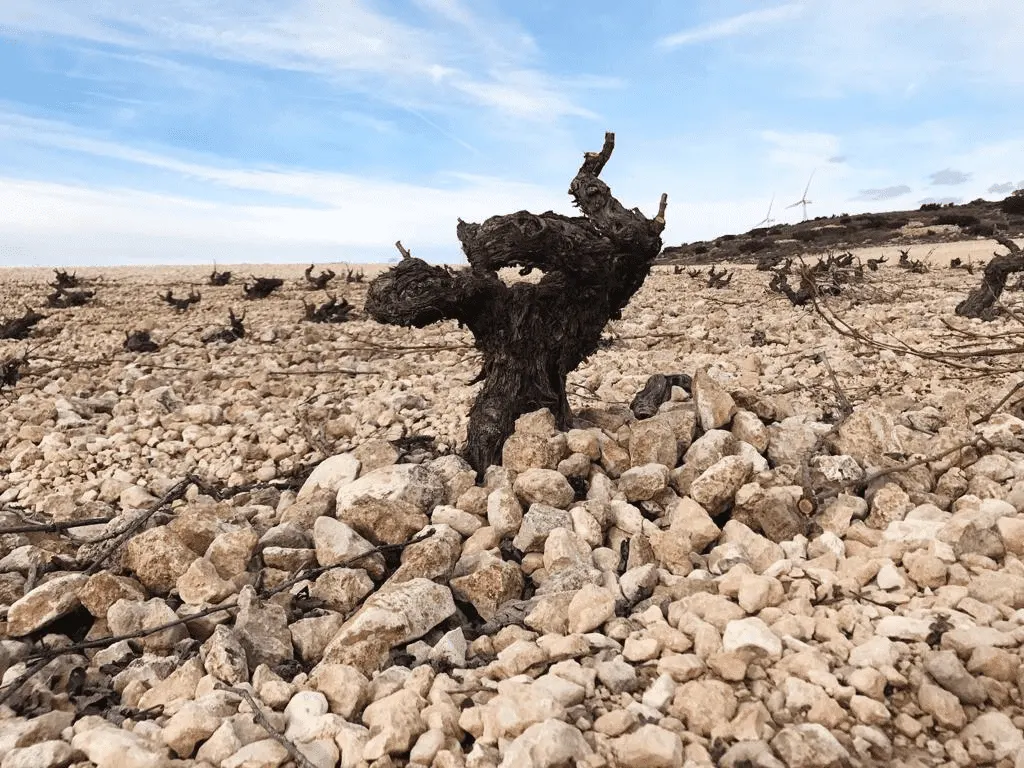 Altura, piedra caliza y viña vieja