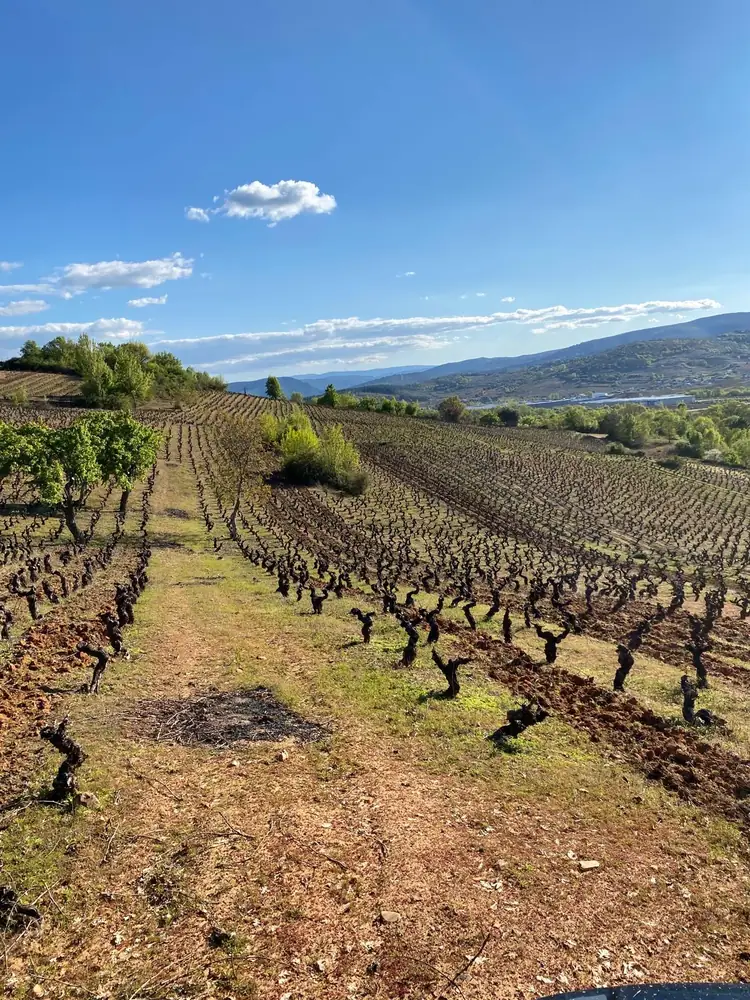 Viñedo de cepas viejas en vaso sobre suelo rojizo en el Bierzo, bodega de César Márquez