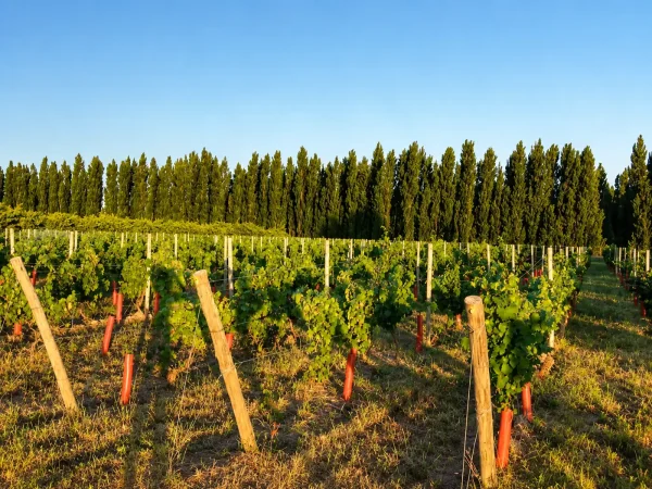 Bodega Chacra