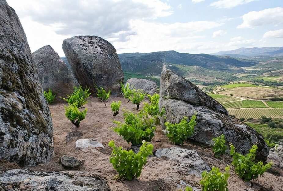 La montaña de Gredos, patria de la garnacha fina