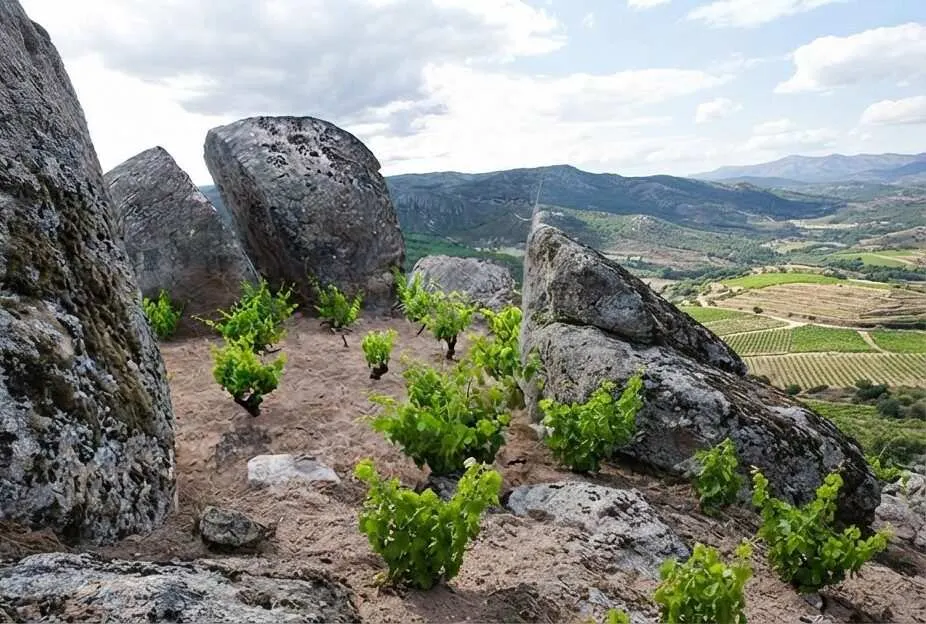 Comando G: viñedo de garnacha en la Sierra de Gredos