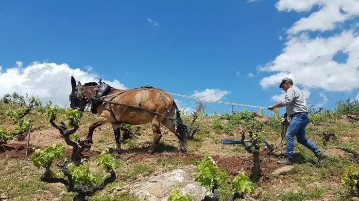 Laboreo con mula entre cepas viejas en Bodegas Cupani (viticultura ecológica)