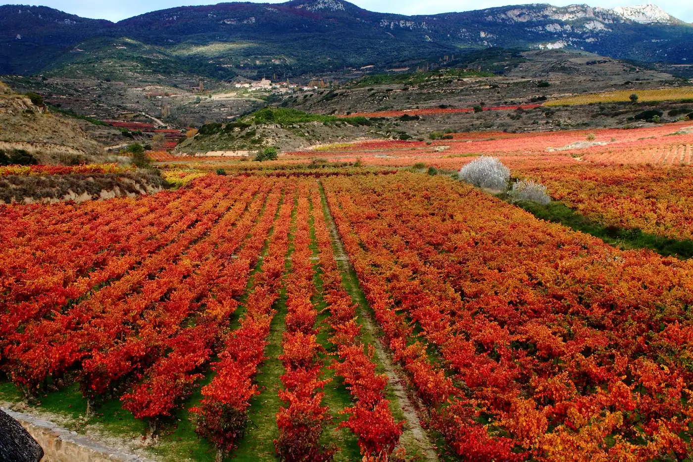 El viñedo de la Sonsierra en otoño