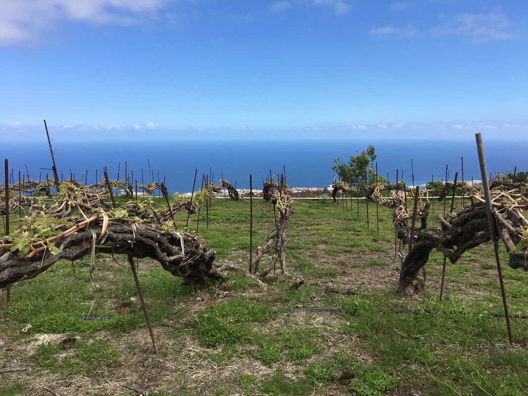 Viñedos atlánticos de Palo Blanco, en Tenerife