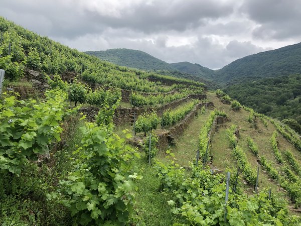 Vinedo en bancales sobre ladera de pizarra, en la Ribeira Sacra