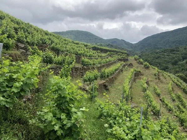 Vinedo en bancales sobre ladera de pizarra, en la Ribeira Sacra