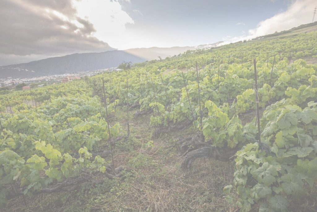 Vinedos trenzados sobre el Valle de la Orotava
