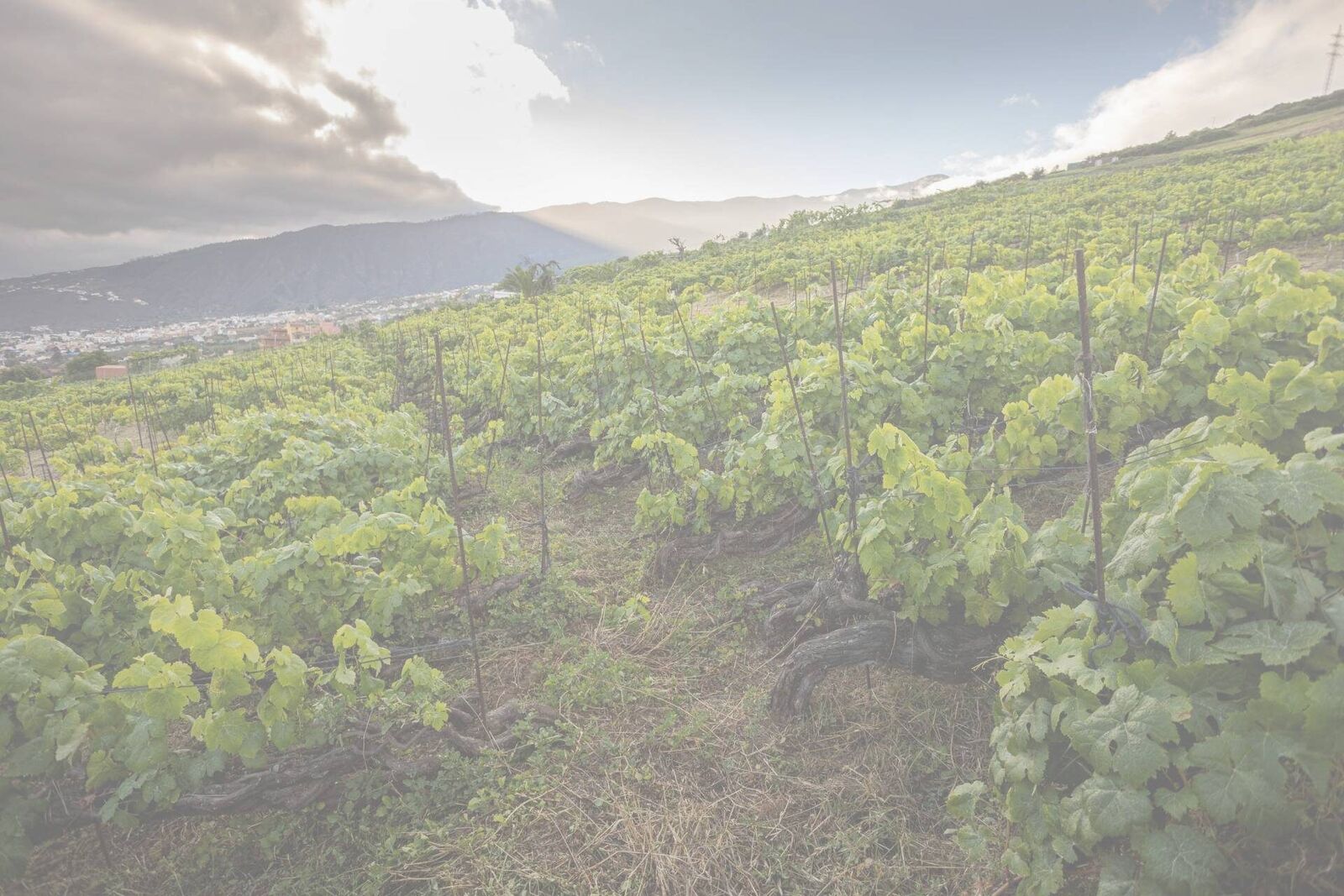 Viñedos trenzados sobre el Valle de la Orotava