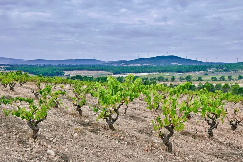 Viñedo de cepas en vaso sobre suelo de grava en Valencia, bodega de Javi Revert