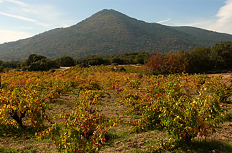 Granito descompuesto y monte de jara
