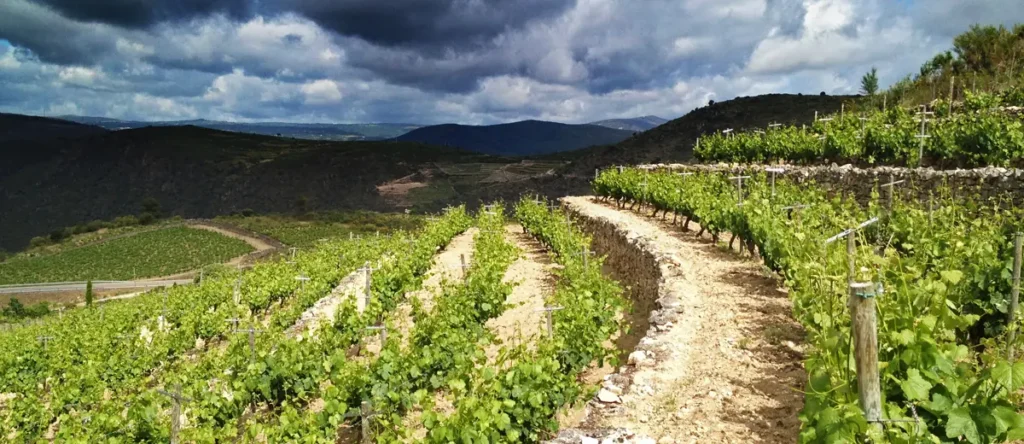 Viñedo en bancales de pizarra en Valdeorras, bodega de Rafael Palacios