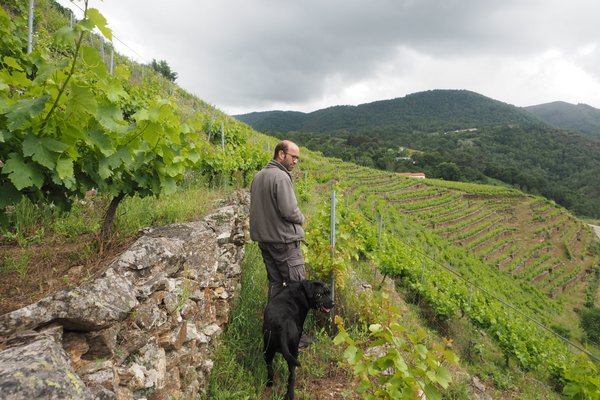 El cañón de la Ribeira Sacra, viticultura heroica