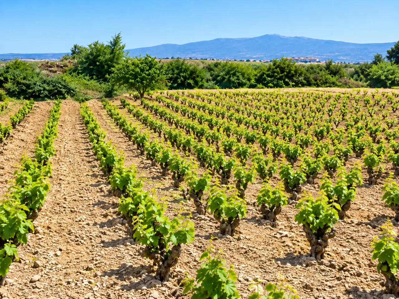 Viñedos viejos en vaso de Tentenublo, Rioja Alavesa, con la sierra al fondo