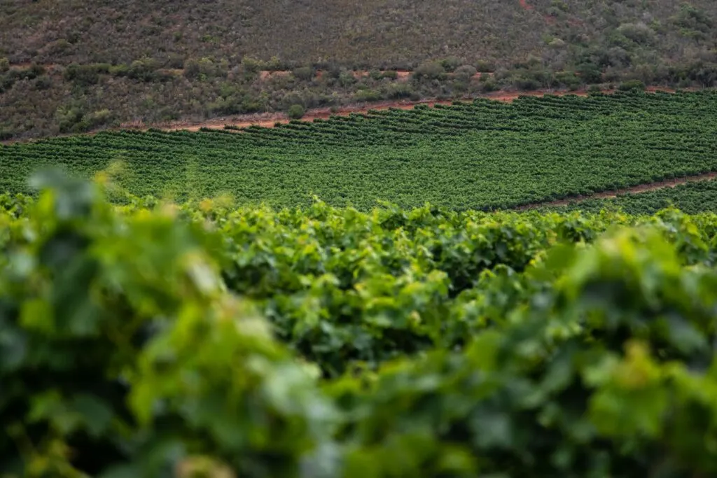 Viñedo verde en verano con hileras de vides, ambiente de vino de autor