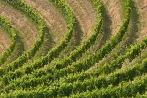 La otra Ribera del Duero: altura, pueblo y viña vieja