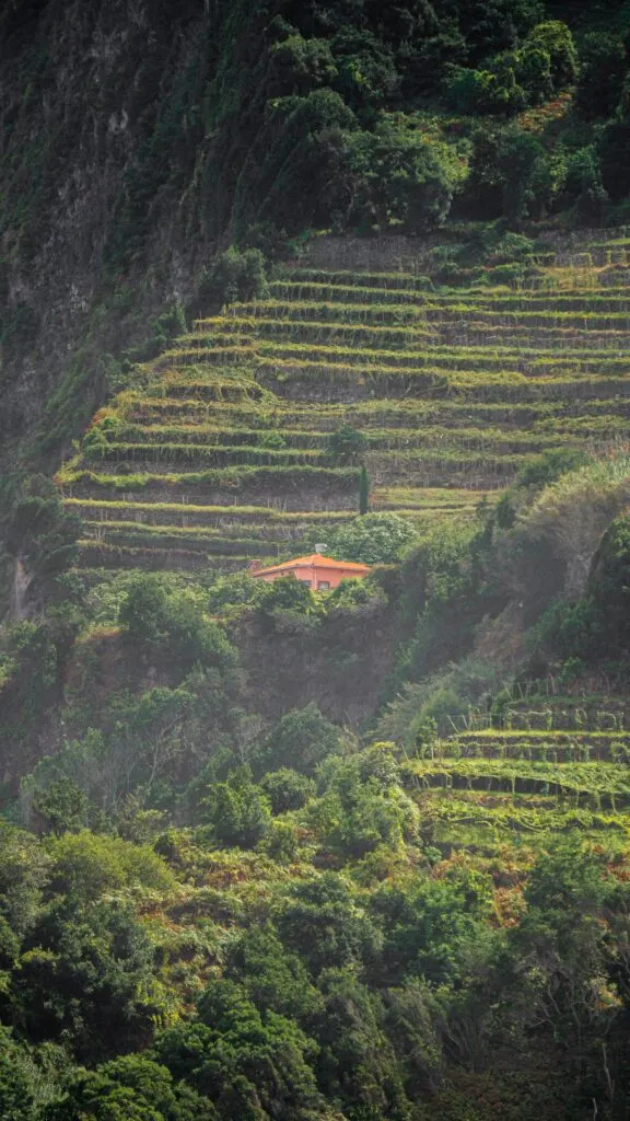 Viñedos en bancales sobre ladera atlántica, paisaje insular