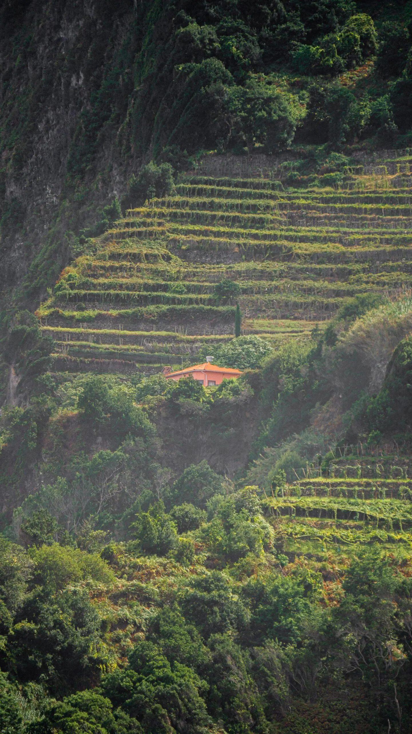 Viñedo en bancales sobre una ladera