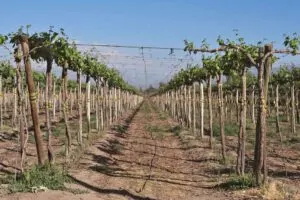 Uvas resucitadas: las variedades que España estuvo a punto de perder