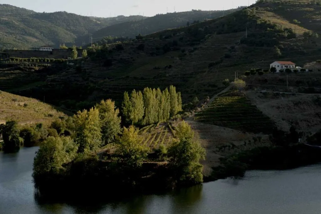 Viñedo en laderas verdes junto a un río, viticultura heroica