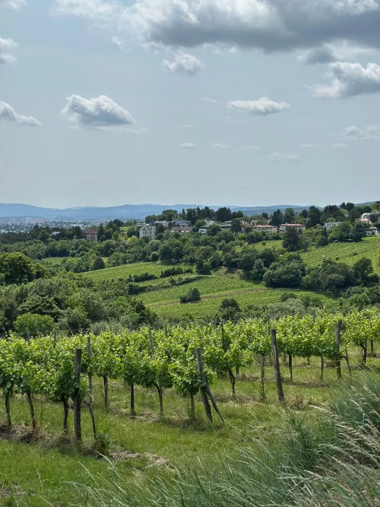 Viñedos verdes y frondosos, ambiente atlántico