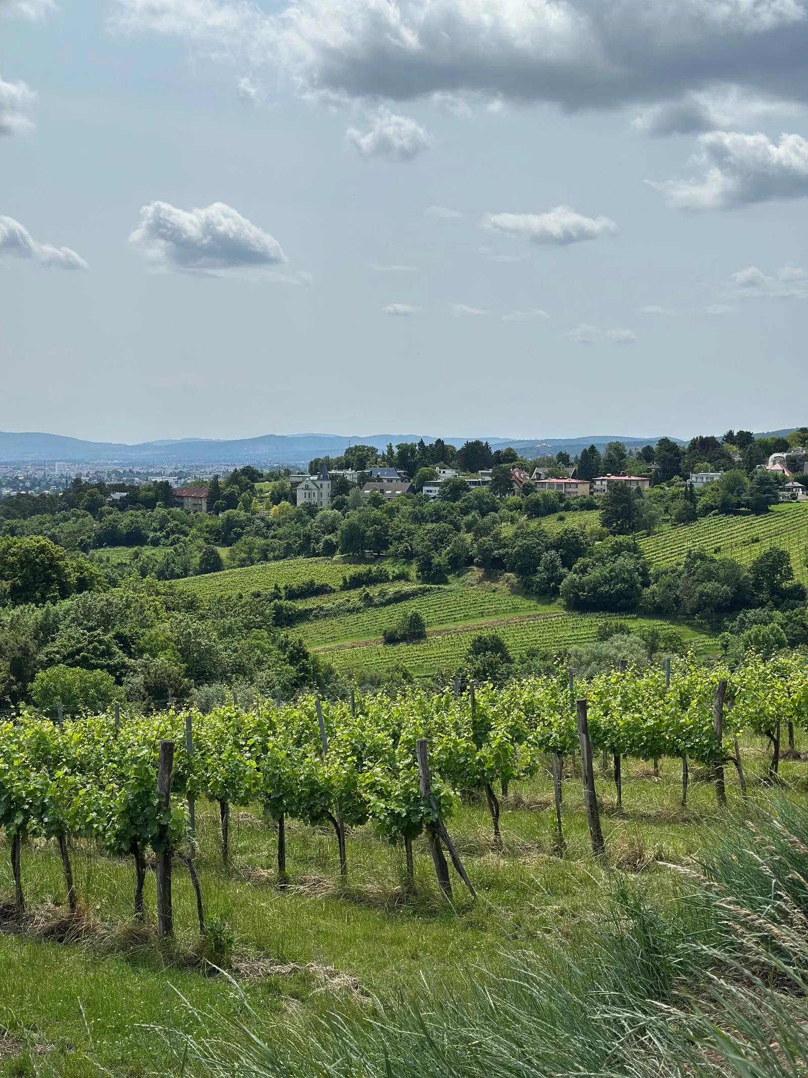 Viñedos verdes y frondosos, ambiente atlántico