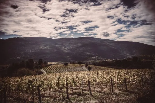 Bodegas Valdesil