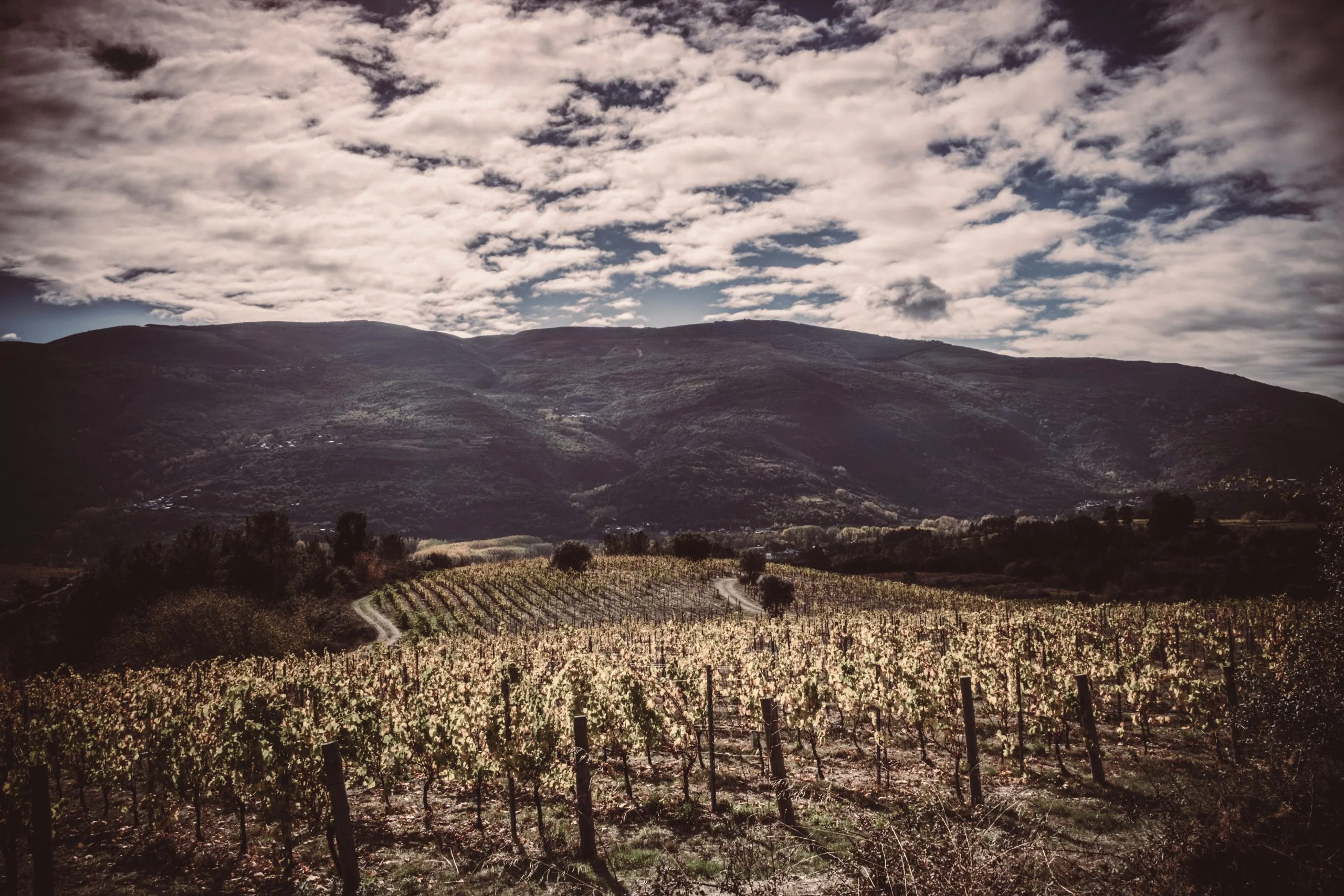 Los viñedos en pendiente sobre el valle del Sil