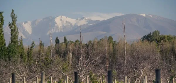Michelini i Mufatto
