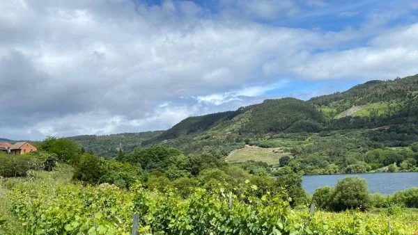 O Morto Wines
