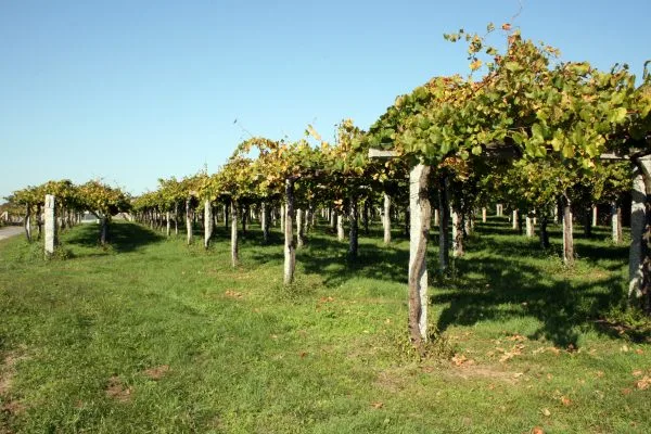 Forjas del Salnés