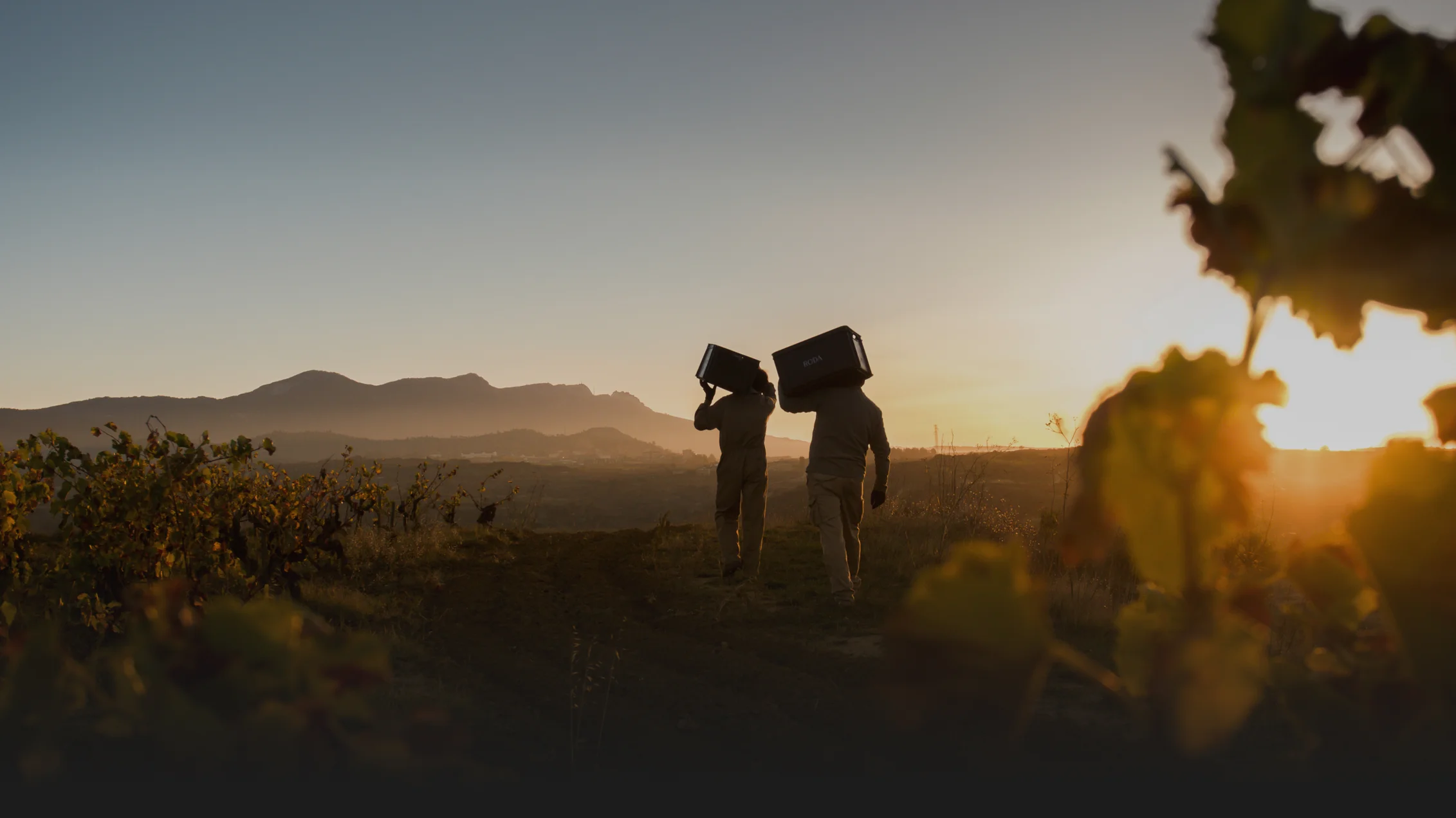 Vendimiadores con cestos al amanecer en los viñedos de Bodegas Roda, Haro