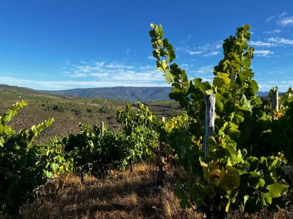 Viña Somoza
