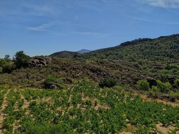 Viñedos del Jorco