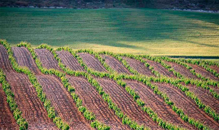 Viñedo de Aalto en Quintanilla de Arriba, Ribera del Duero