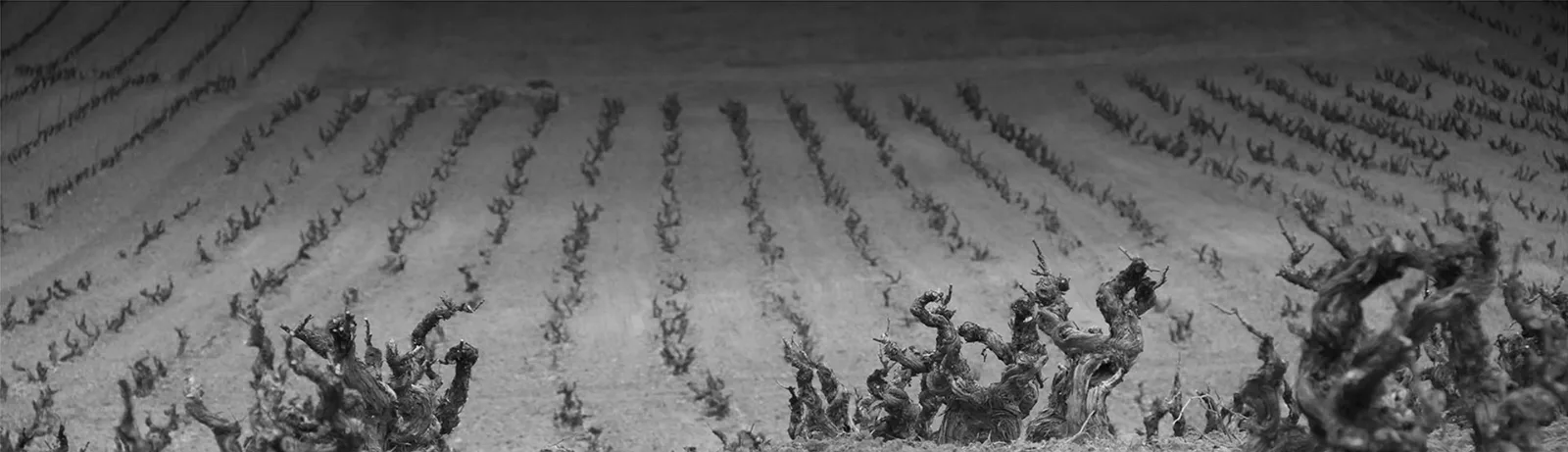 Viñedo de Aalto en Ribera del Duero en blanco y negro