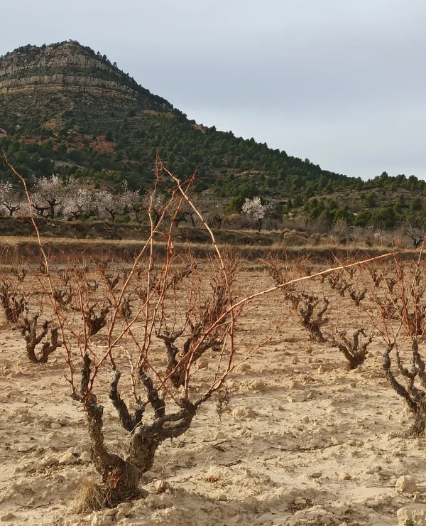 Bodega Entre Aldeas