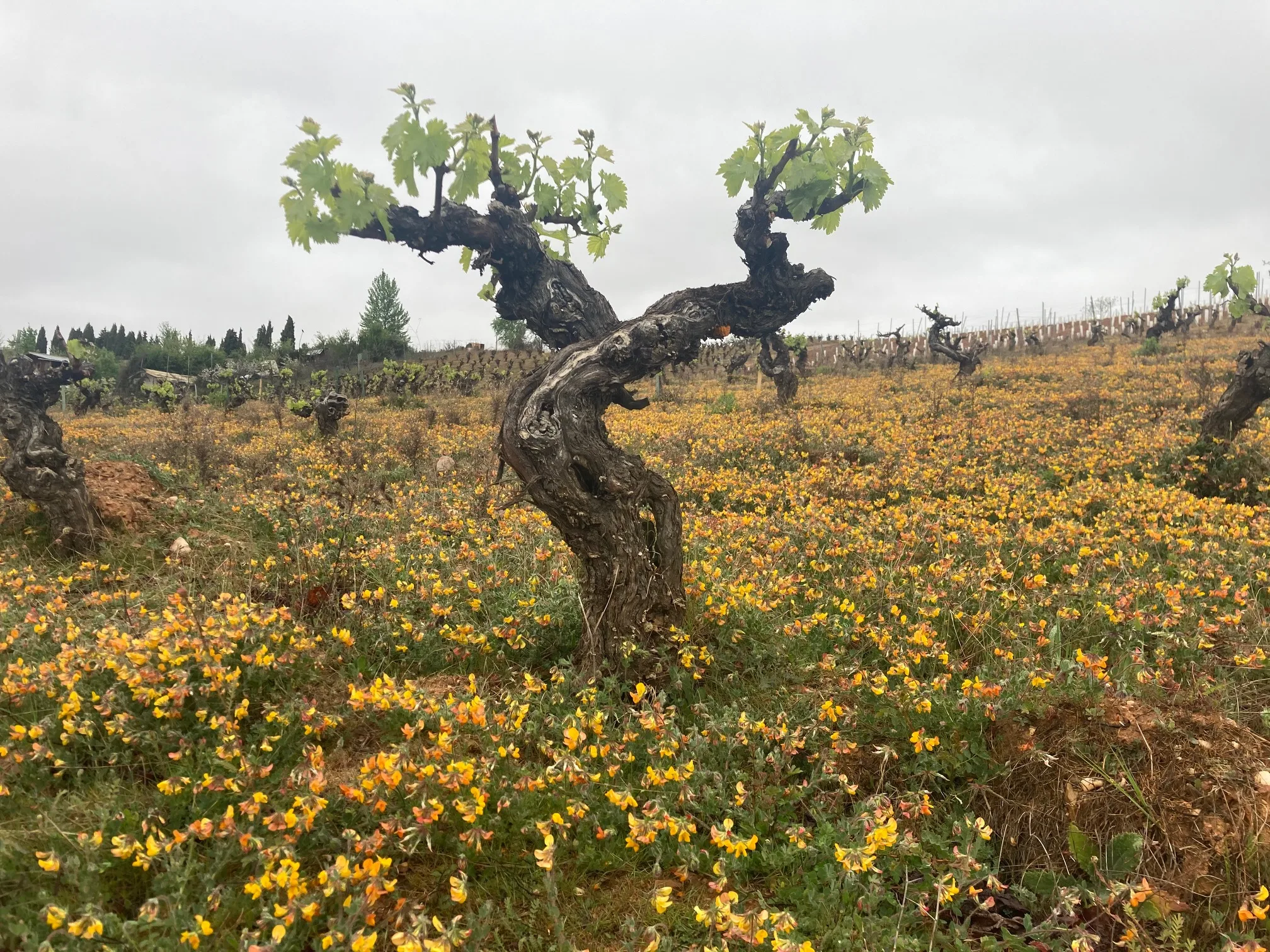 Cepa vieja en vaso en el paraje El Cotelo, Villafranca del Bierzo