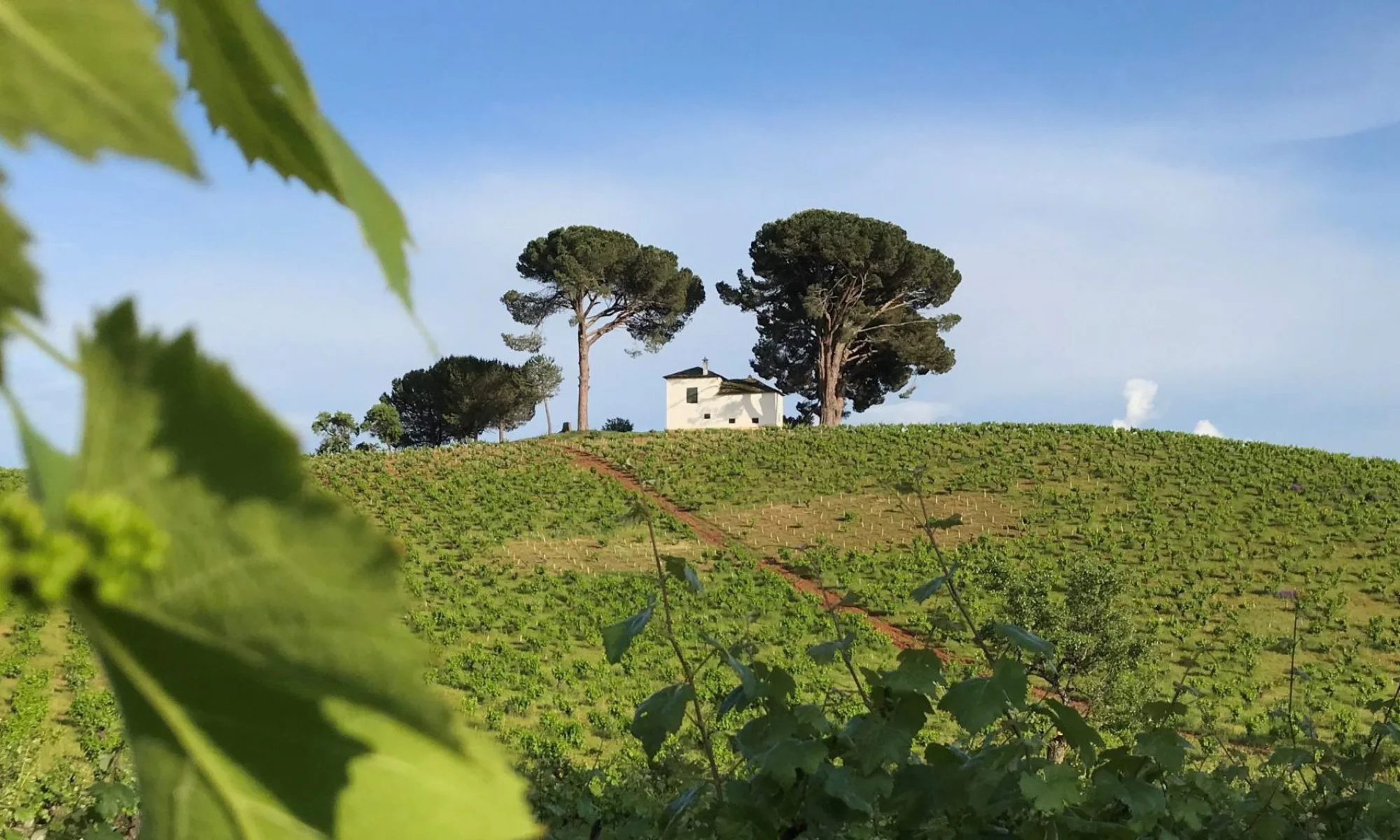 La Viña de los Pinos, en Villafranca del Bierzo, con la casa blanca y los tres pinos
